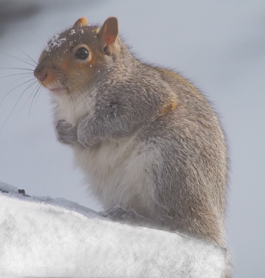 It's a squirrel. What did you think it was?