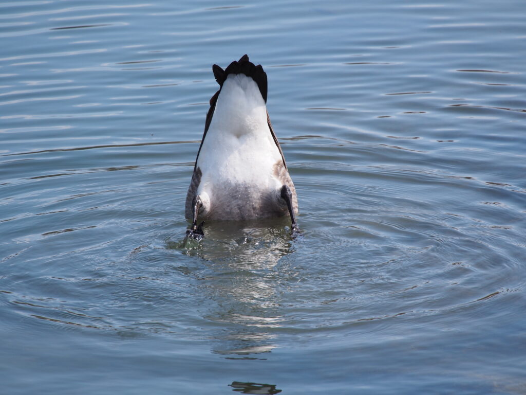 'Goosed' -- photo by Katt @ cativerse.com Buffalo NY Spring 2024